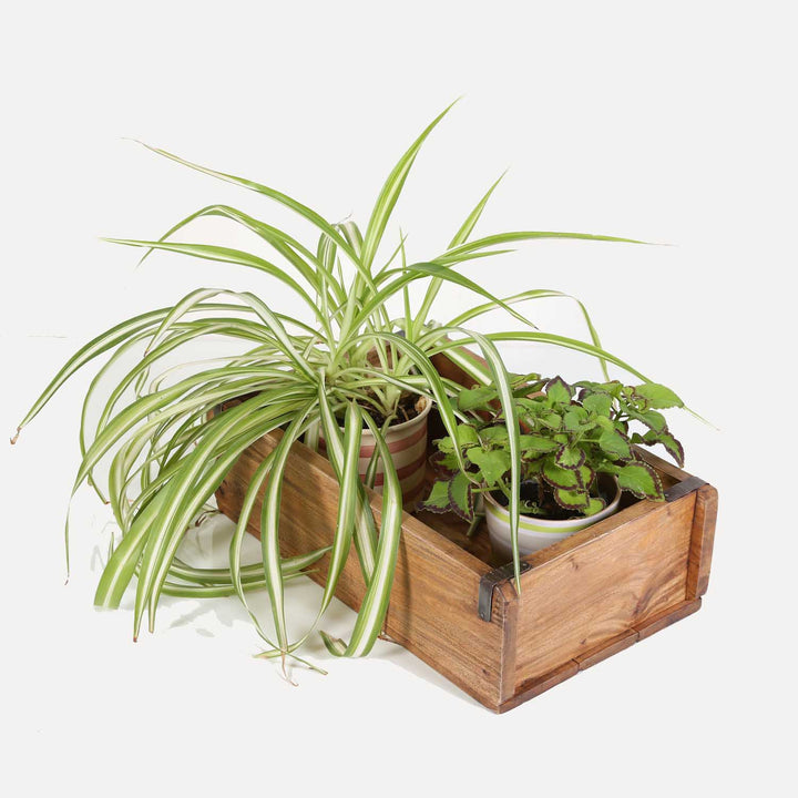 Lot de 3 bacs à plantes Gino